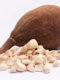 L’huile végétale de baobab bio : bienfaits et utilisations